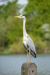 Grey Heron, Ardea cinerea