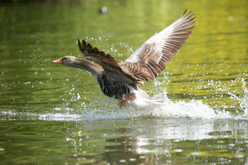 Greylag Goose, Anser anser