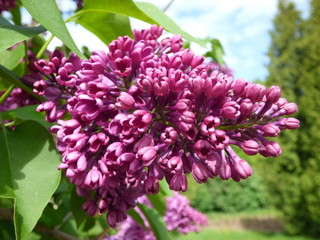 Purple lilac bush