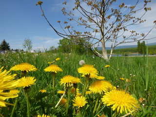 Meadow with dandelions