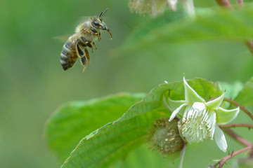 Honeybee