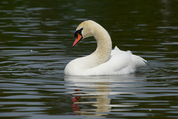 Mute Swan, Cygnus olor