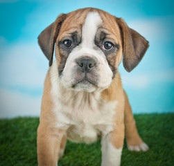 Obraz premium Bulldog Puppy