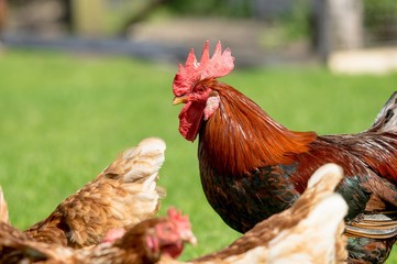 Geflügelhaltung, Hahn bewacht seine Hennen in der Hühnerweide