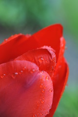Tulpenkopf nach dem Regen