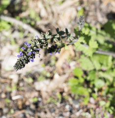 ajuga reptans