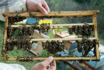 Breeding queen bees