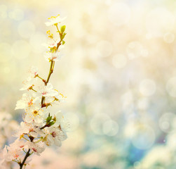 Beautiful plum bracnh with flowers against blured backgroiund