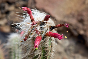 succulent in blossom