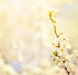 Beautiful plum bracnh with flowers against blured backgroiund