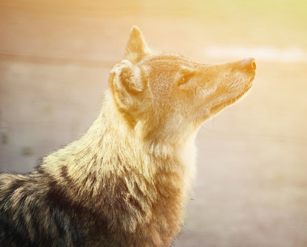 Beautiful wolf portrait