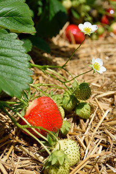 Strawberry bush growing in the garden