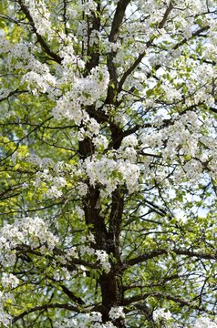 Blossoming pear tree, vertical format