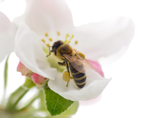 Bee and flower/ Bee on the apple flower