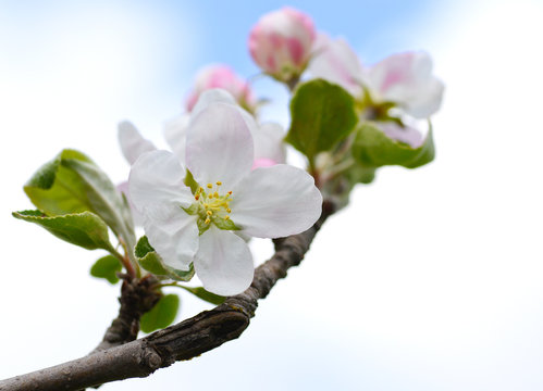 Apple flower/Macro of apple flowerand blue sky  
