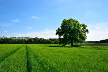 Fototapeta na wymiar Green field with lone tree