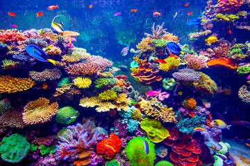 Acrylic prints Coral reefs Singapore aquarium