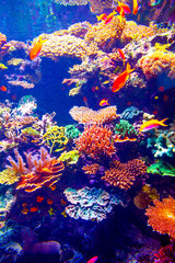 Obrazy na Szkle  Rafa koralowa i ryby tropikalne