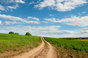 Road in the field. Summer Landscape