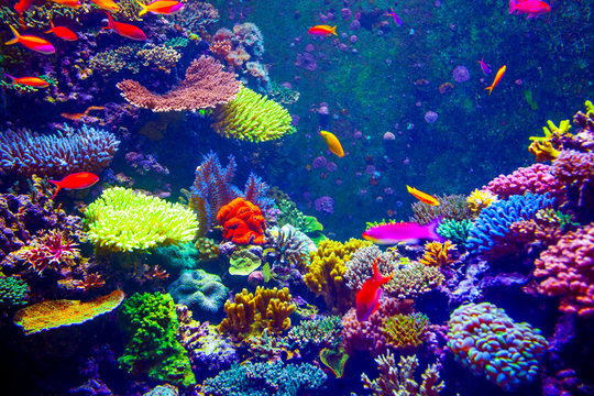 Fototapeta Coral Reef and Tropical Fish