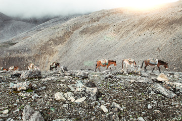 Trekking in Nepal