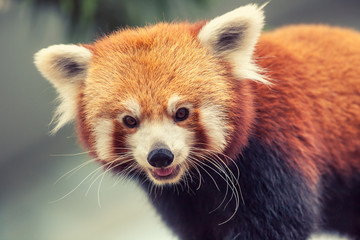 Obraz premium Red Panda