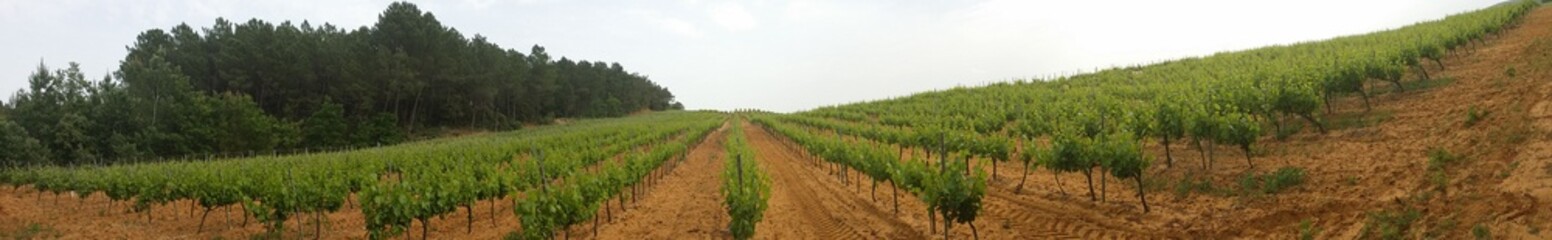 Fototapeta premium Vignoble