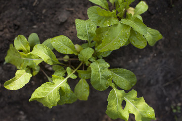 Arugula plant growing from soil