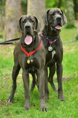 Great Dane gris 