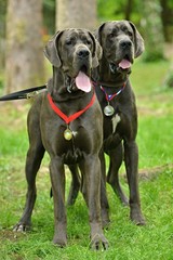 Great Dane gris 