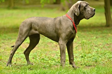 Great Dane gris 