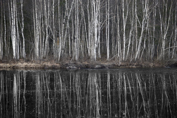 Obraz premium Birch trees by dark river