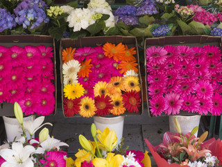 Brightly-colored flowers at local flower stand
