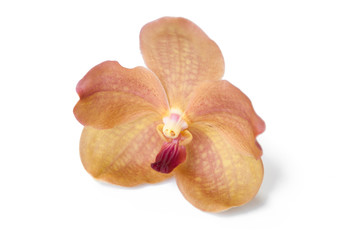 Fototapeta na wymiar orange orchid (vanda) close up isolated on white background