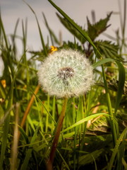 Löwenzahn - einsame Pusteblume