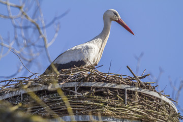 Weißstorch (ciconia ciconia)