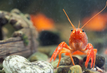 Mexican orange freshwater crayfish in the aquarium, selective fo