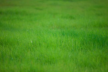 green grass