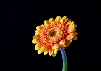 Orange gerbera flower on a dark background, selective focus