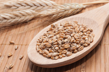 Granos de trigo