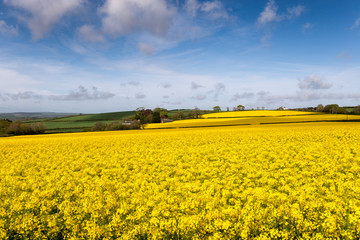 Obraz premium Yellow Fields