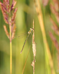 Fototapeta premium Beautiful yellow-green Demoiselle (Calopteryx virgo) on grass
