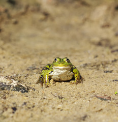 Head of green water frog (Rana lessonae) on the sand, close up