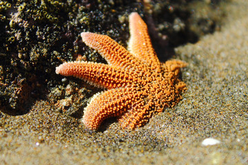 Orange starfish half buried in sand