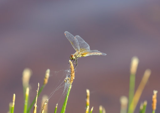 Brown dragonfly (Aeschna grandis) sitting on a on a horsetail
