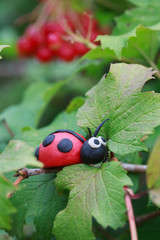 Plasticine world - little homemade red ladybird 