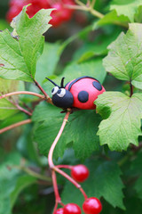 Plasticine world - little homemade red ladybird 