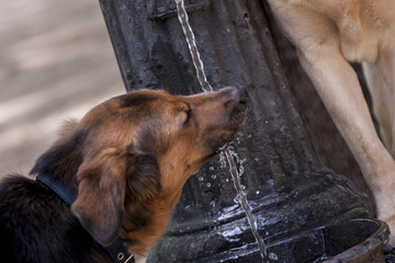 Pastor alem&aacute;n bebiendo de fuente