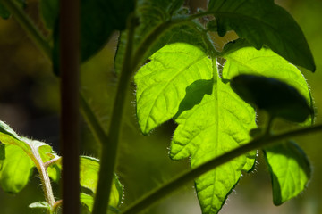 tomato plant - Tomatenpflanze, Pflanzenzucht
