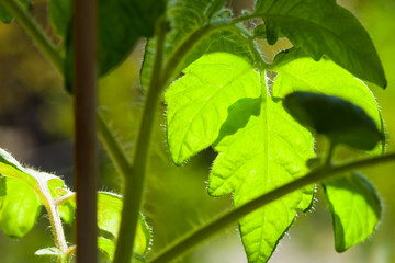 tomato plant - Tomatenpflanze, Pflanzenzucht